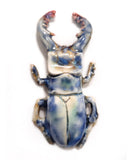 Porcelain Beetle
