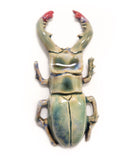 Porcelain Beetle