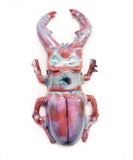 Porcelain Beetle