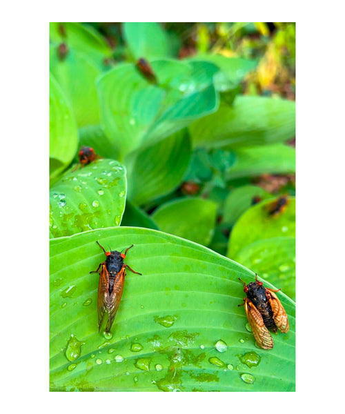 Cicadas: Resurrection