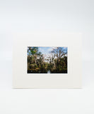 New Orleans Polaroids