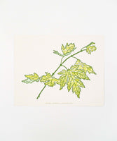 CLP Prints