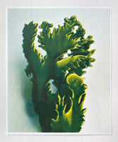Future Plant Riso
