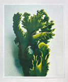 Future Plant Riso