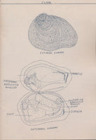 Johnnie Anderson's Botany & Zoology Drawings