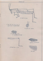 Johnnie Anderson's Botany & Zoology Drawings