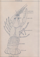 Johnnie Anderson's Botany & Zoology Drawings