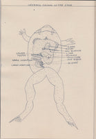 Johnnie Anderson's Botany & Zoology Drawings